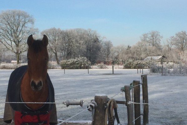 Boksheide Paard Winter Boksheide Paard Winter