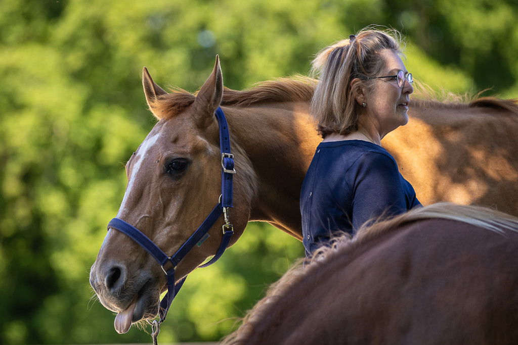Paarden coaching