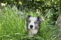 huisdiervriendelijk-honden-welkom
