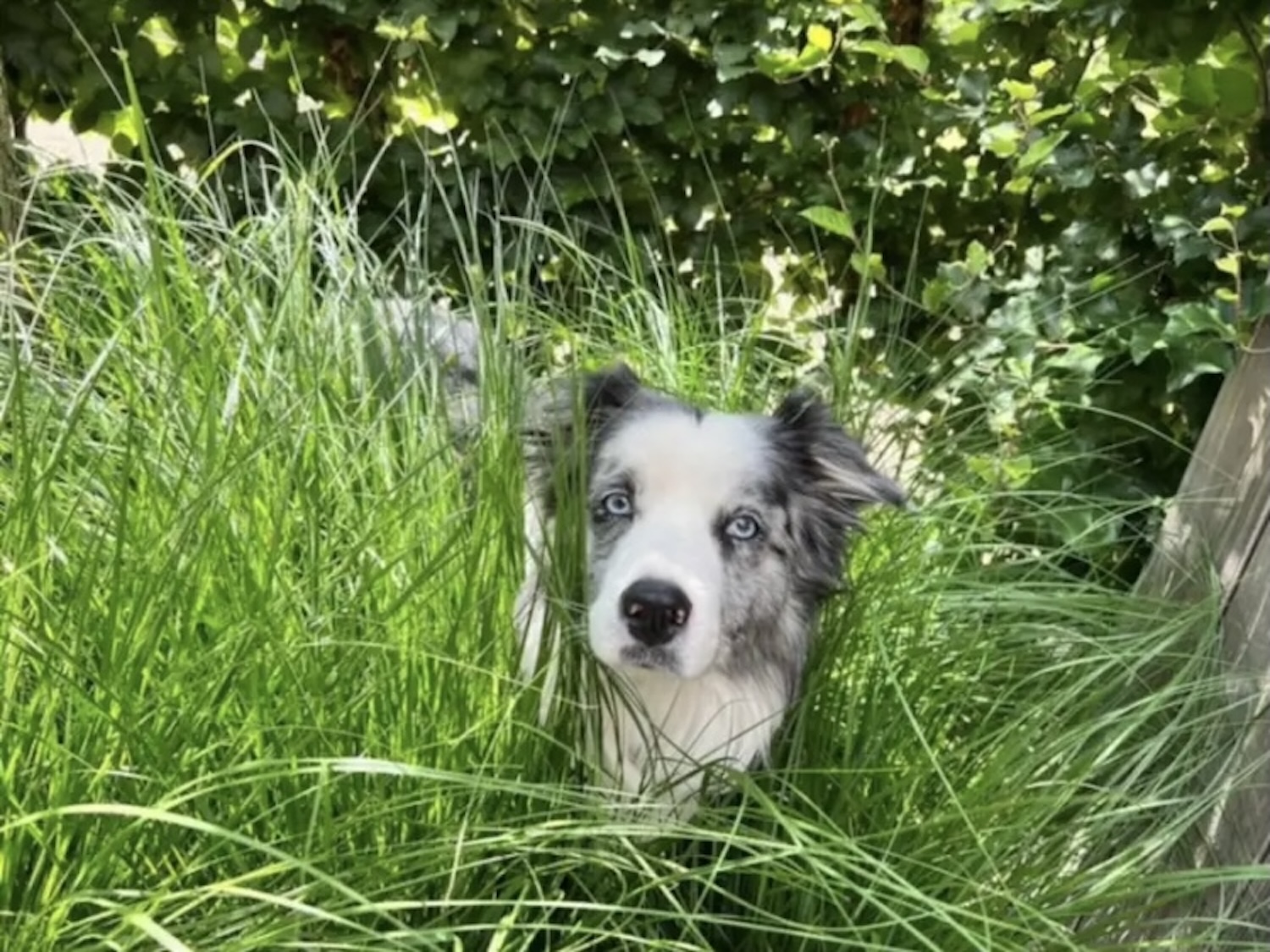 huisdiervriendelijk-honden-welkom